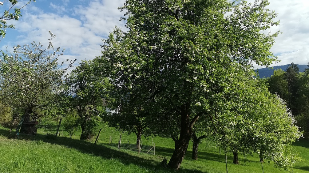 Obstbäume in der Südsteiermark