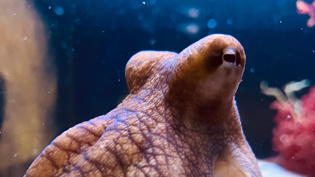 Oktopus
