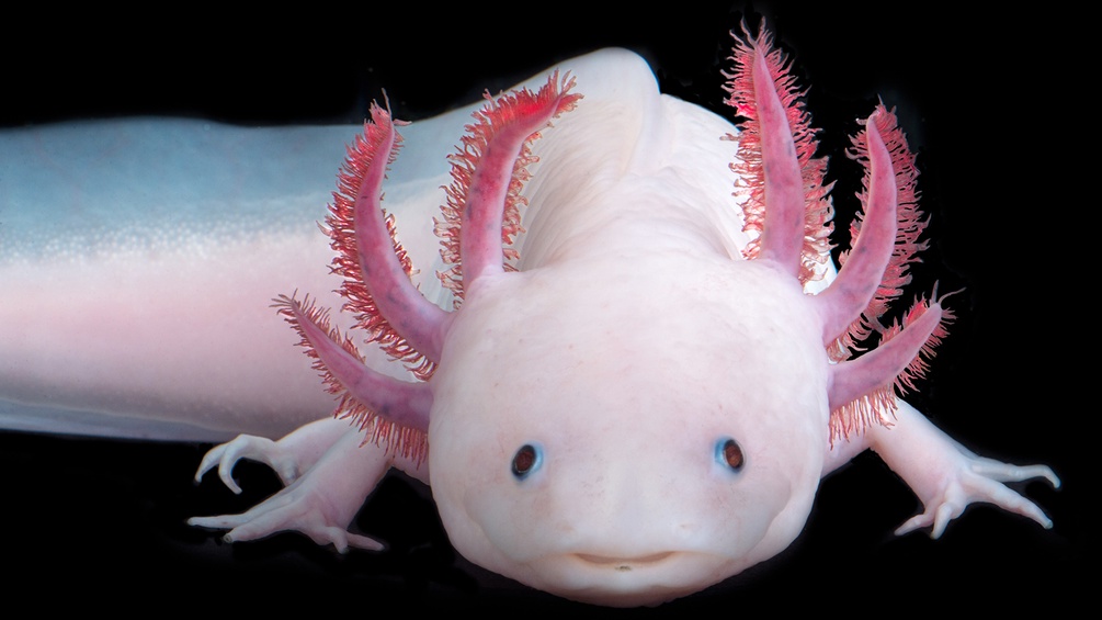 IMP Axolotl