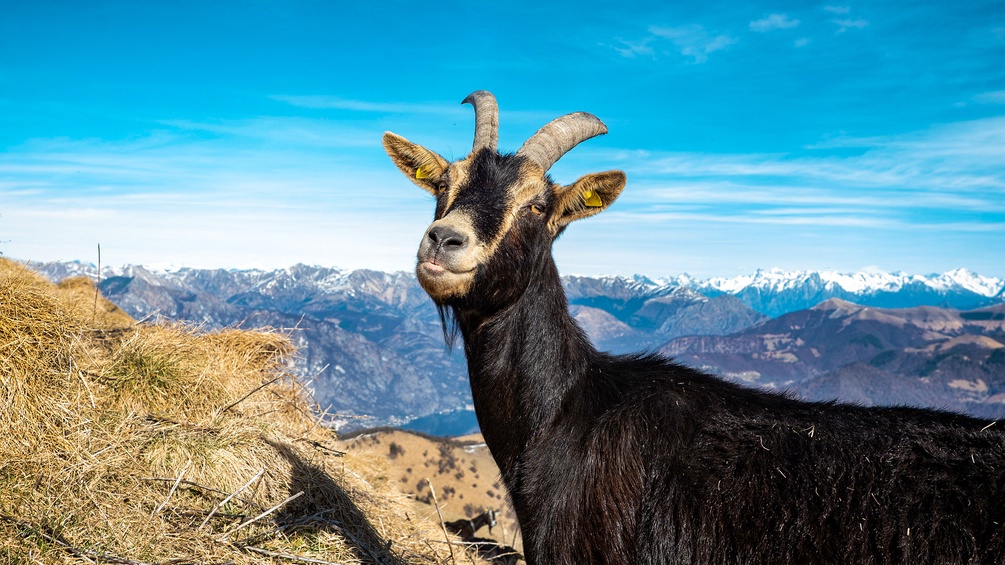 Ziege in den Alpen