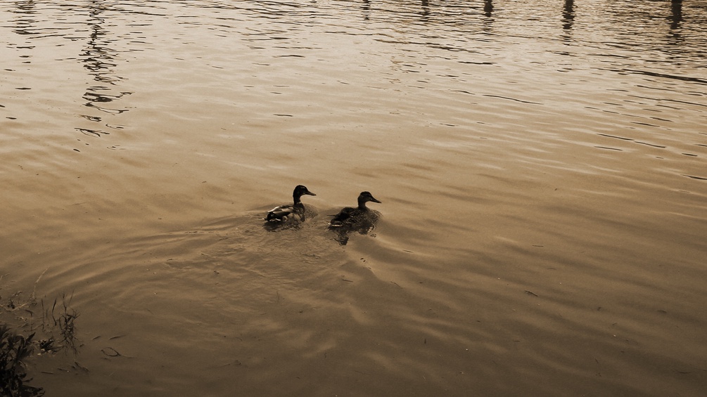 Zwei französische Enten schwimmend