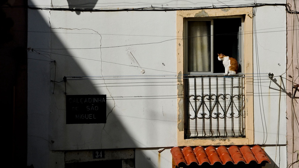 Katze auf Fensterbrett in Lissabon