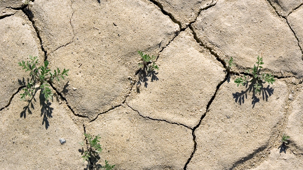 Wüsten-Felsenkresse - Dürre