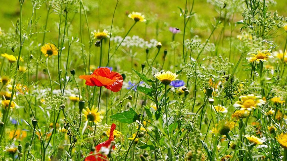 Wildblumenwiese
