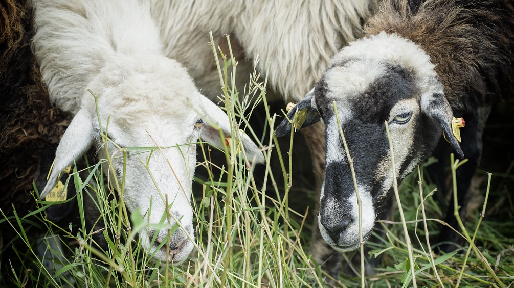 Schafe