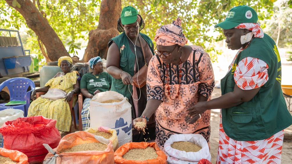 Frauen in Afrika mit unterschiedlichen Reissorten.