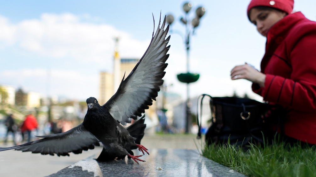 Vogel in Kiev