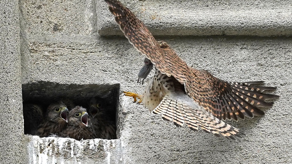 Ein Falke füttert seine Jungen.