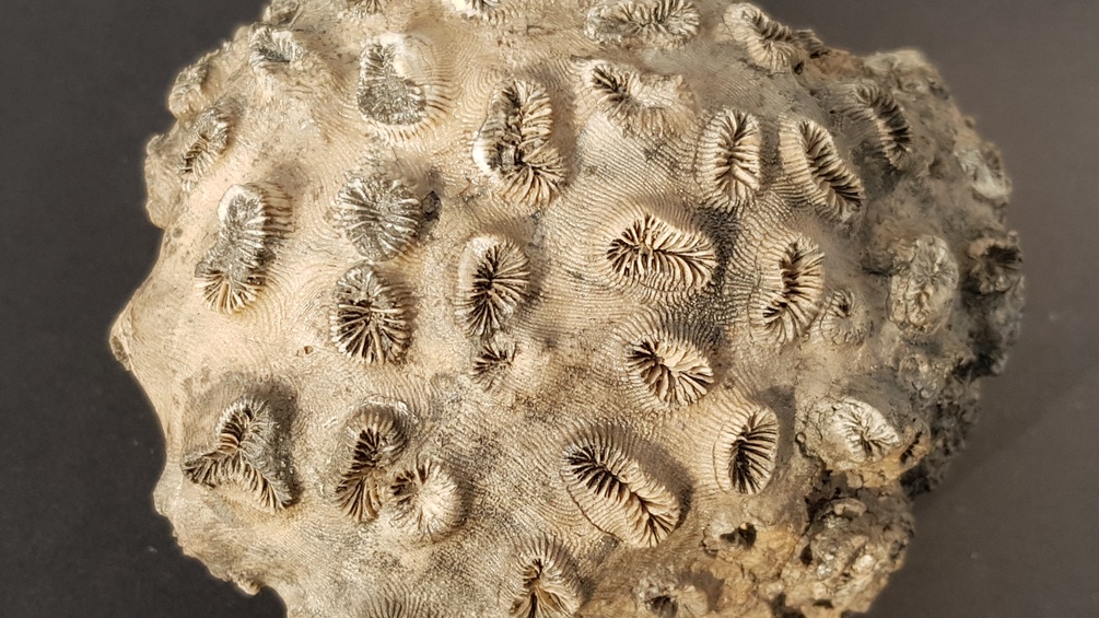 Barismilia gigantea, Fossil