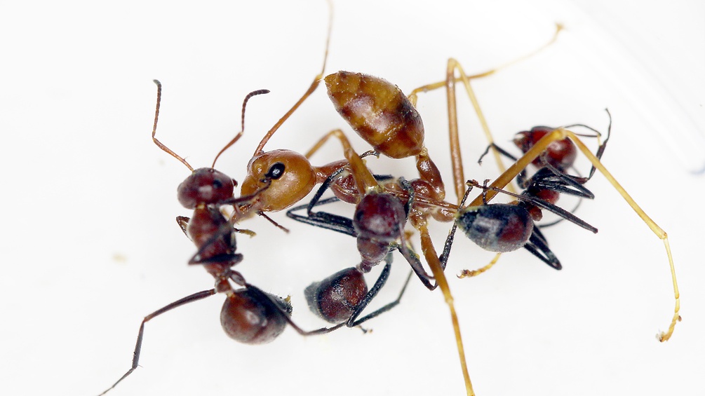 Explodierende Ameisen Borneos