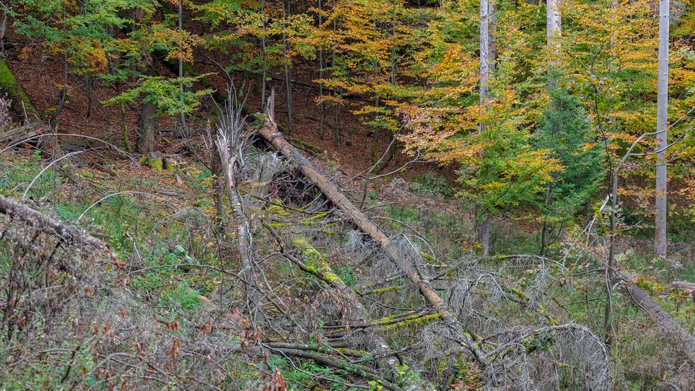 Von Borkenkäfer befallene Bäume, Wald