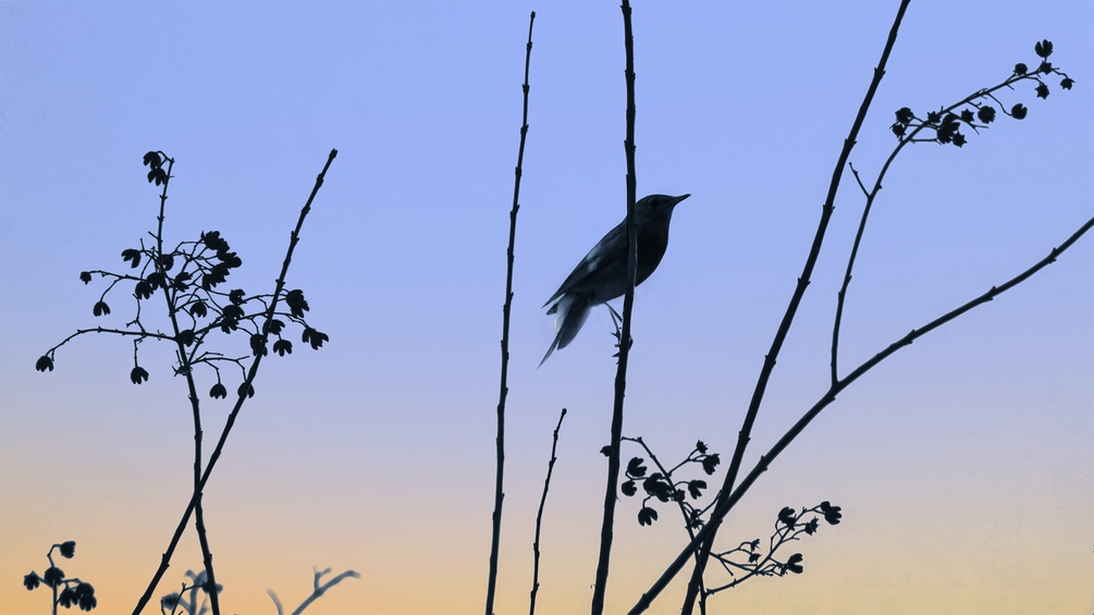 Silhouette einer Nachtigall