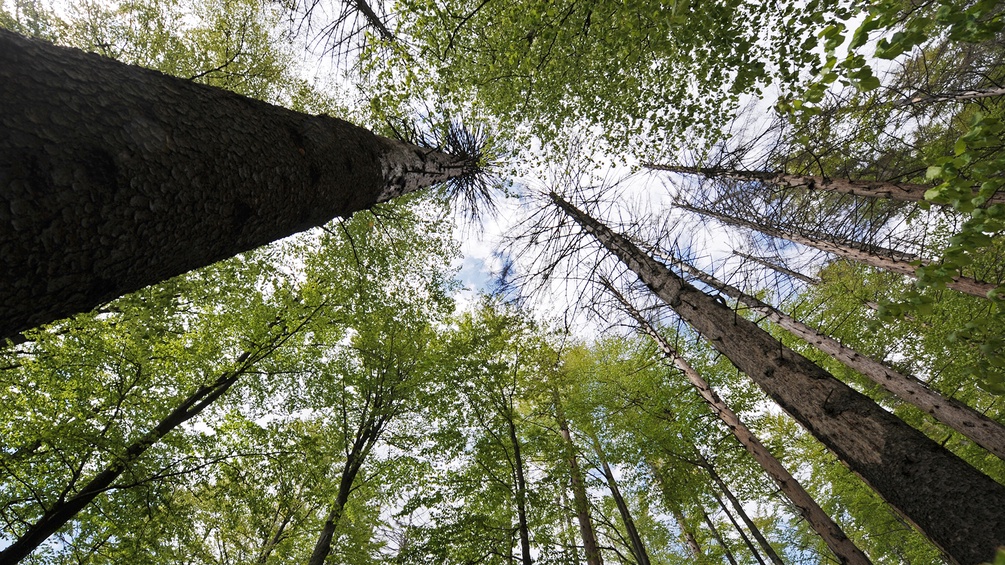 Bäume in einem Wald