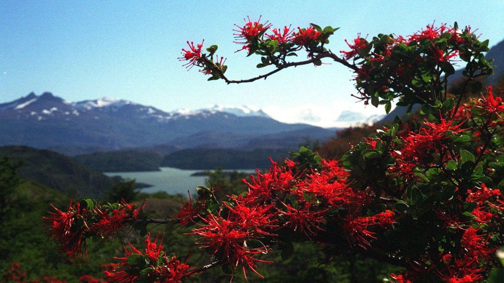 Rote Blüten, Landschaft in Patagonien