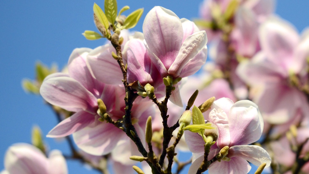 Magnolien Blüten