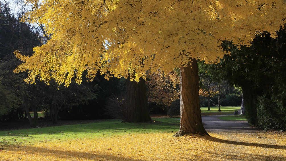Ginkgobaum