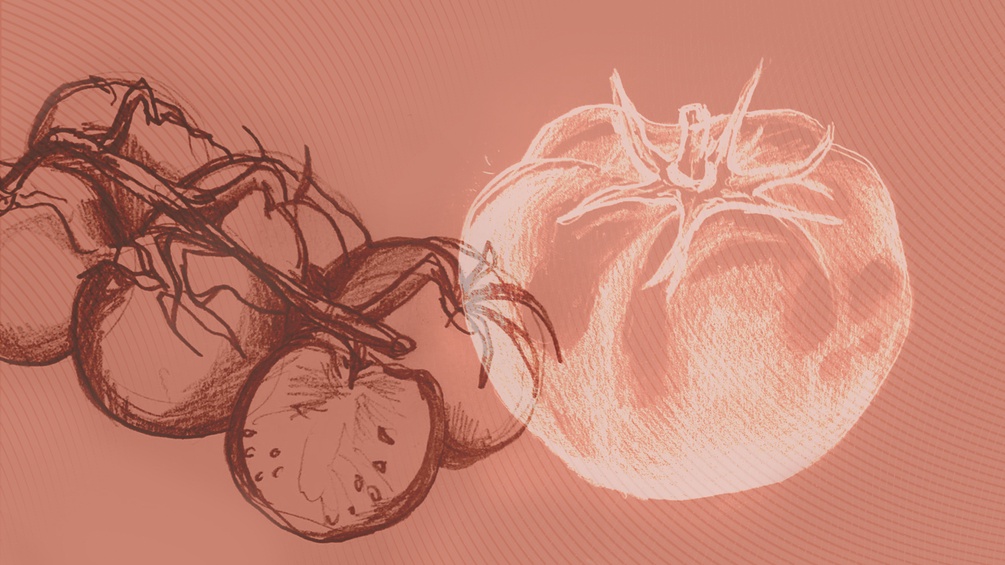Illustration mehrerer Tomaten.