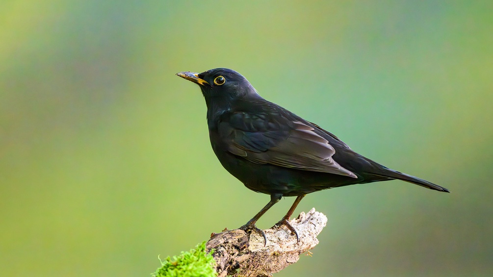 Amsel