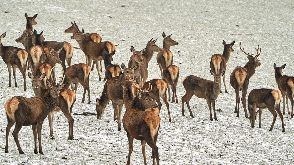 Gämse und Rothirsche