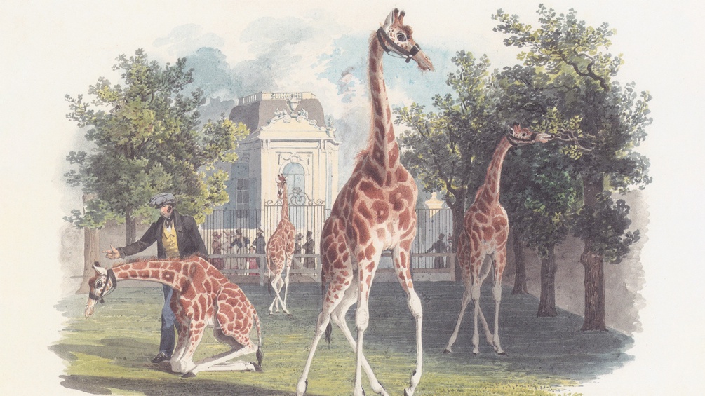"Die erste Giraffe im Schönbrunner Tiergarten" von Eduard Gurk (Ausschnitt)
