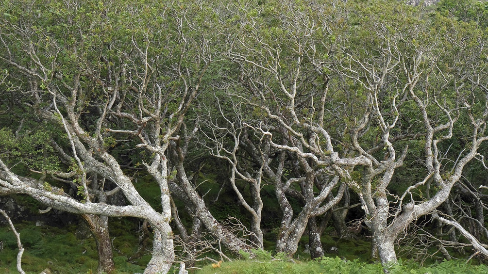 Wirre Bäume, keltisch