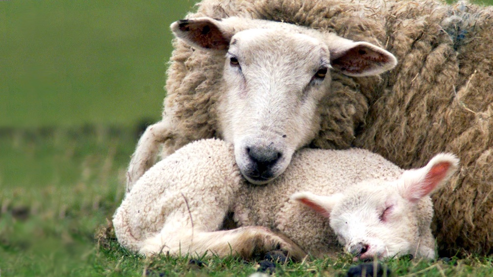 Zwei Schafe auf einer großen Wiese