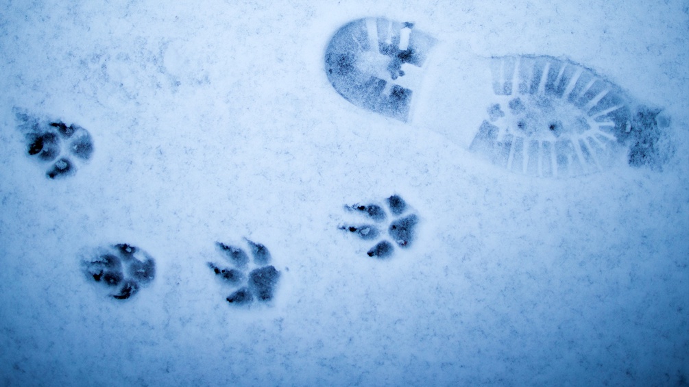 Fuß- und Hundespuren im Schnee