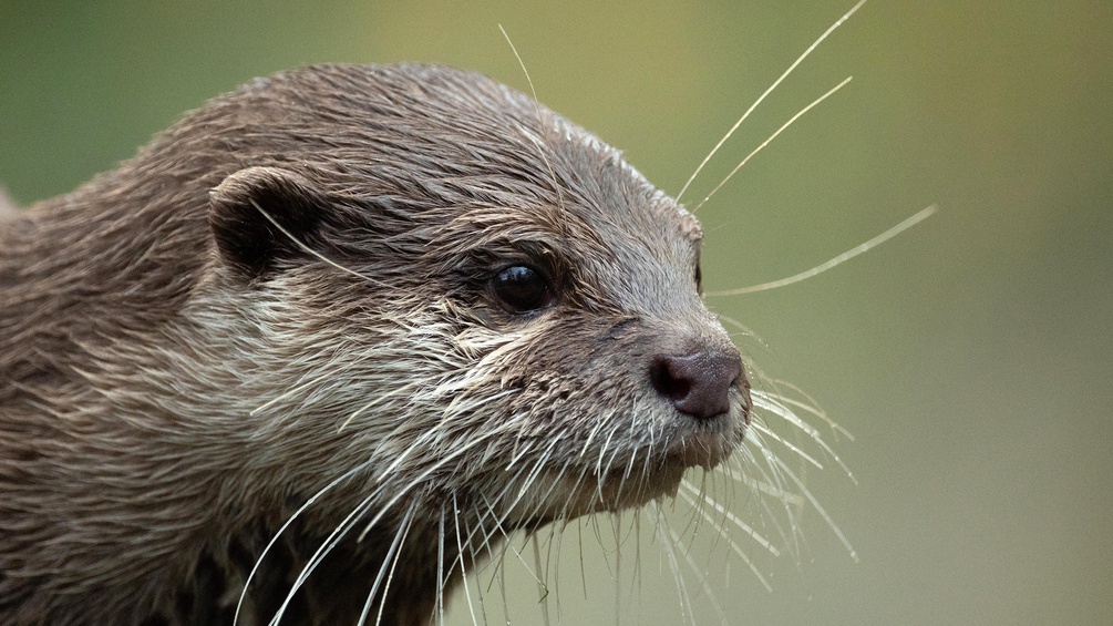 Otter