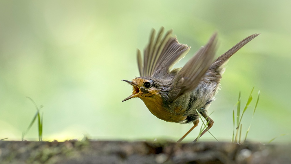 Singendes Rotkehlchen