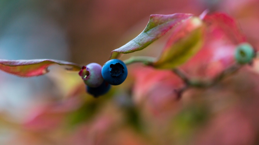 Herbstfrucht