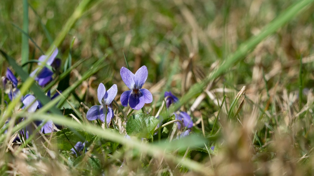 Veilchen