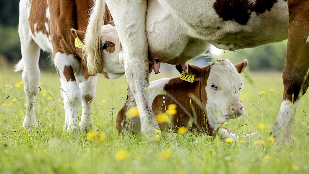 Kalb säugt bei Mutterkuh