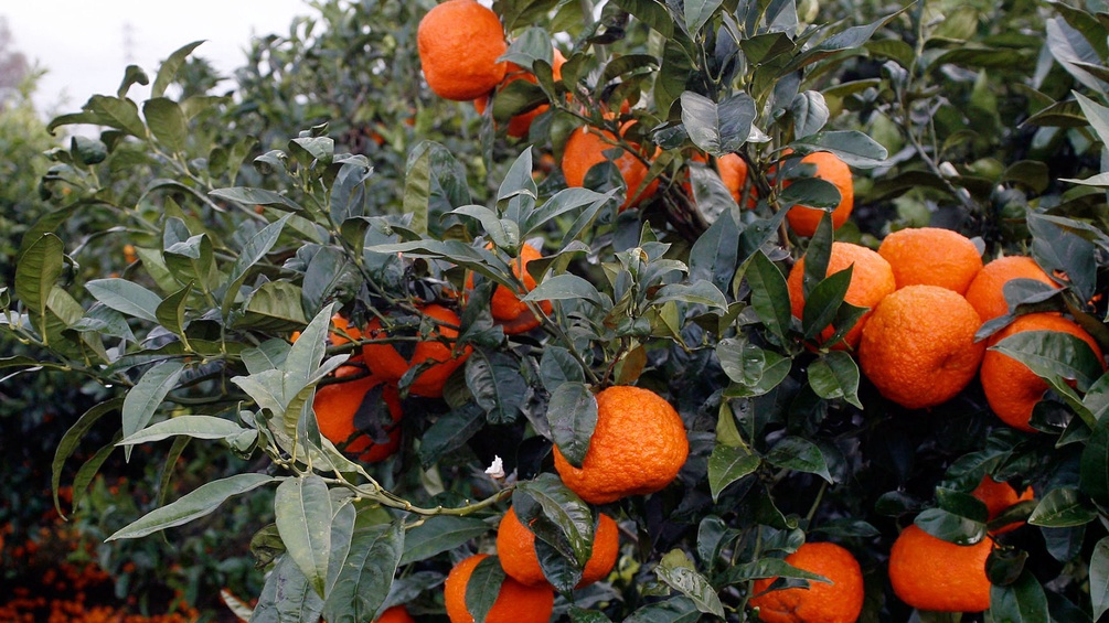 Mandarine, eine der drei Urmütter der Zitrusfrüchte. 