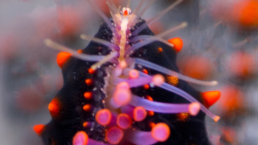 Eine Nahaufnahme eines Seesterns in leuchtenden Farben.