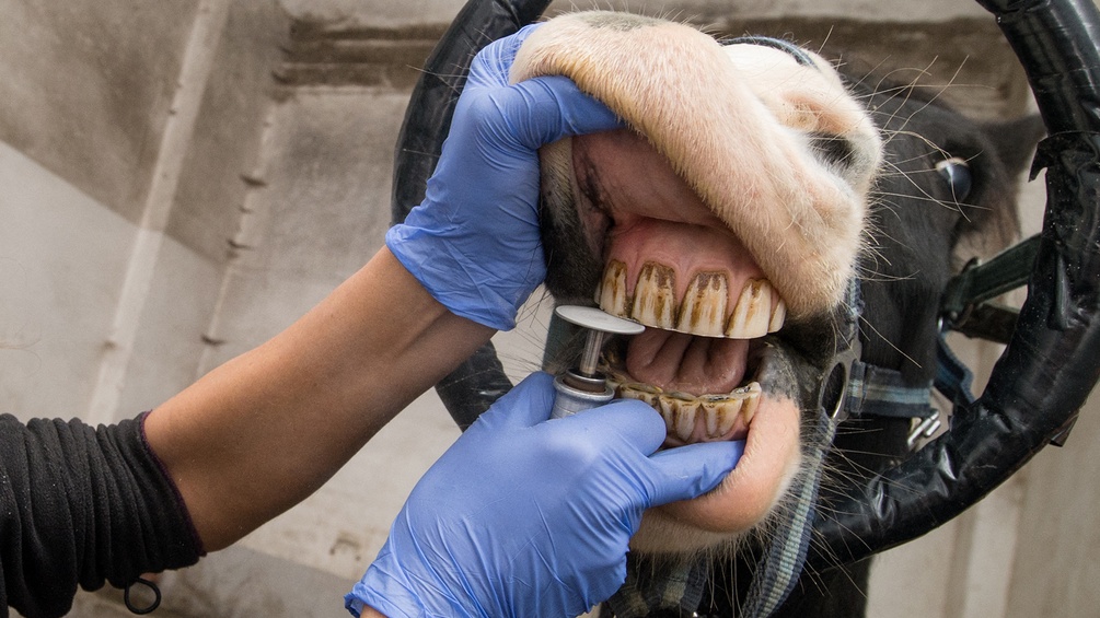 Eine Pferd beim Zahnarzt.