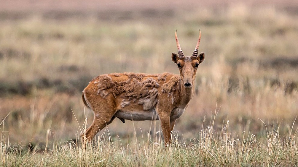 Saiga-Antilope