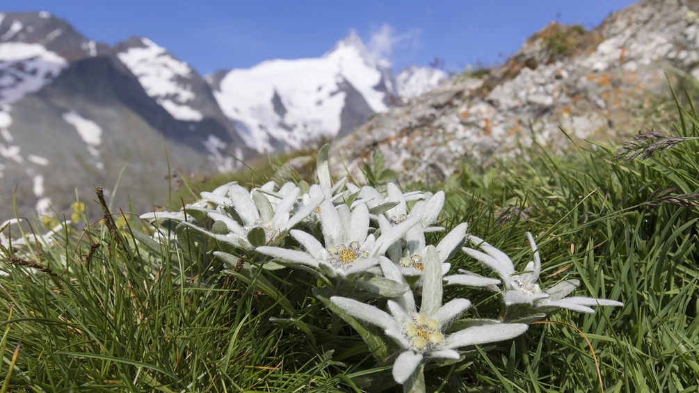 Edelweiß, Hohe Tauern, Nationalpark