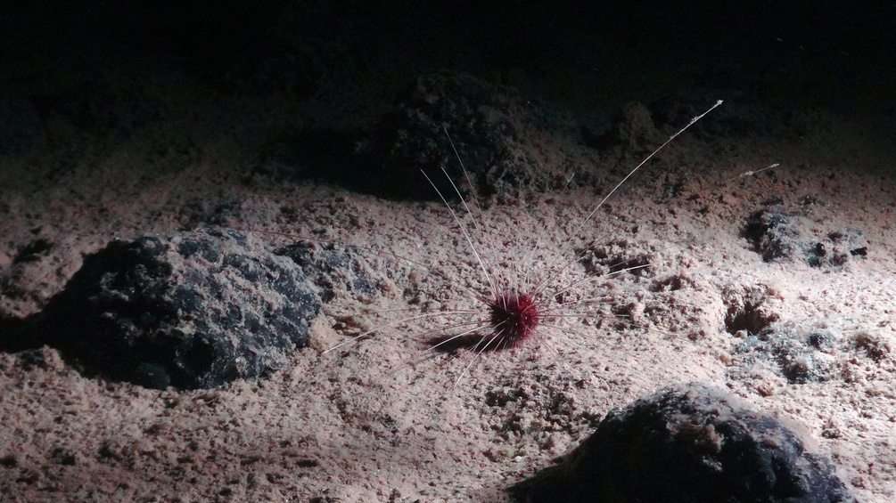 Meeresboden mit Tiefsee-Seeigel