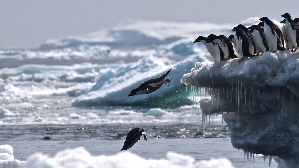 APA/AFP/Louisiana State University/Stony Brook Pinguine springen von einem Eiblock ins Wasser