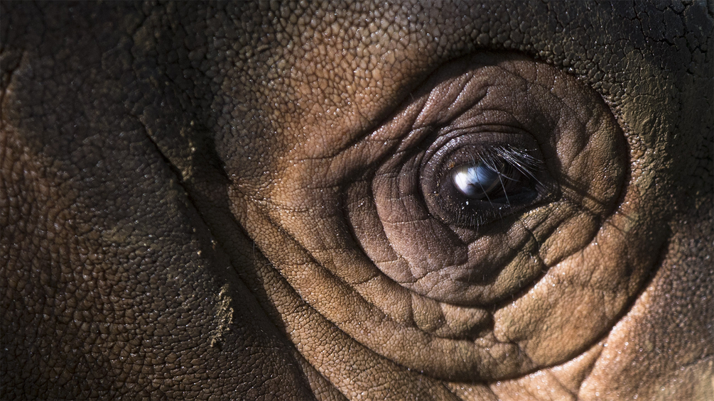 Das Auge eines Nashorns
