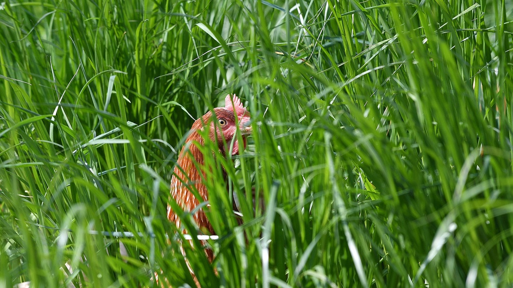 Ein Huhn im hohen Gras