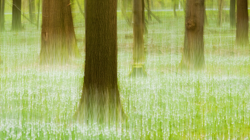 Ein verschwommenes Foto eines Waldes