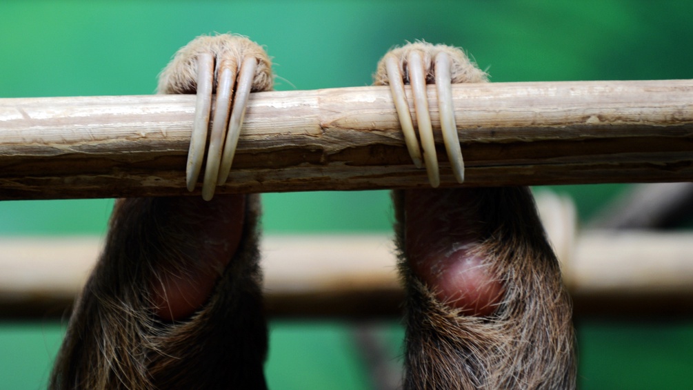 Die Finger eines Faultieres halten sich an einem Baumstamm fest.