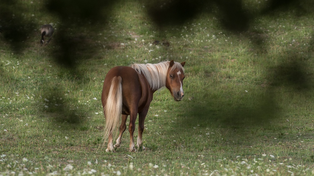 Ein Pferd steht auf einer Weide.