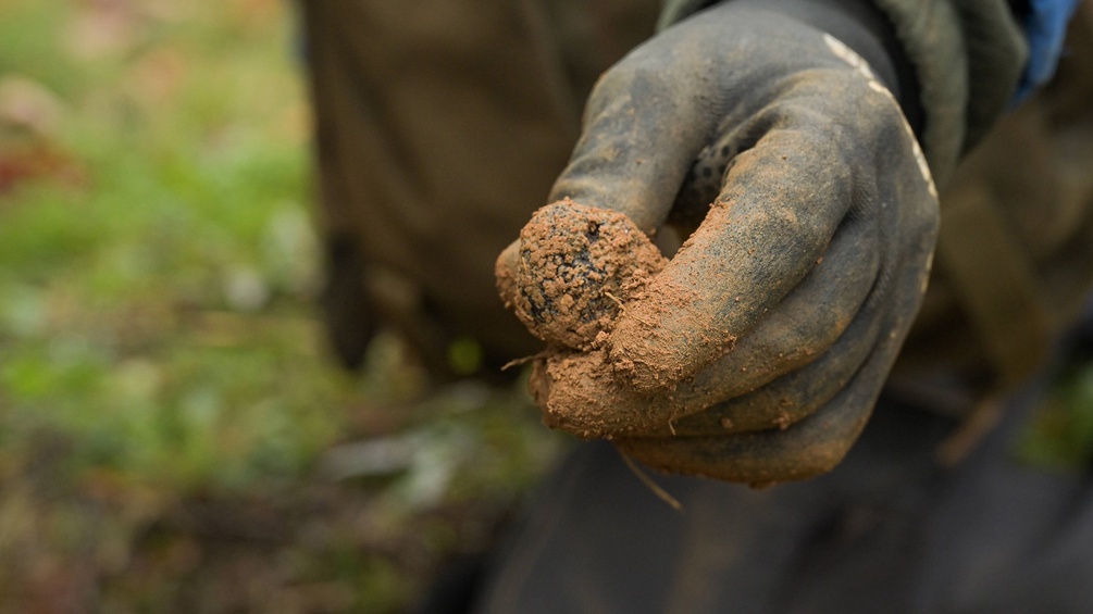 Mann hält mit Handschuh eine Trüffel