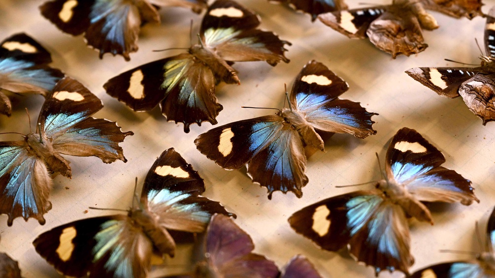 Schmetterlingssammlung