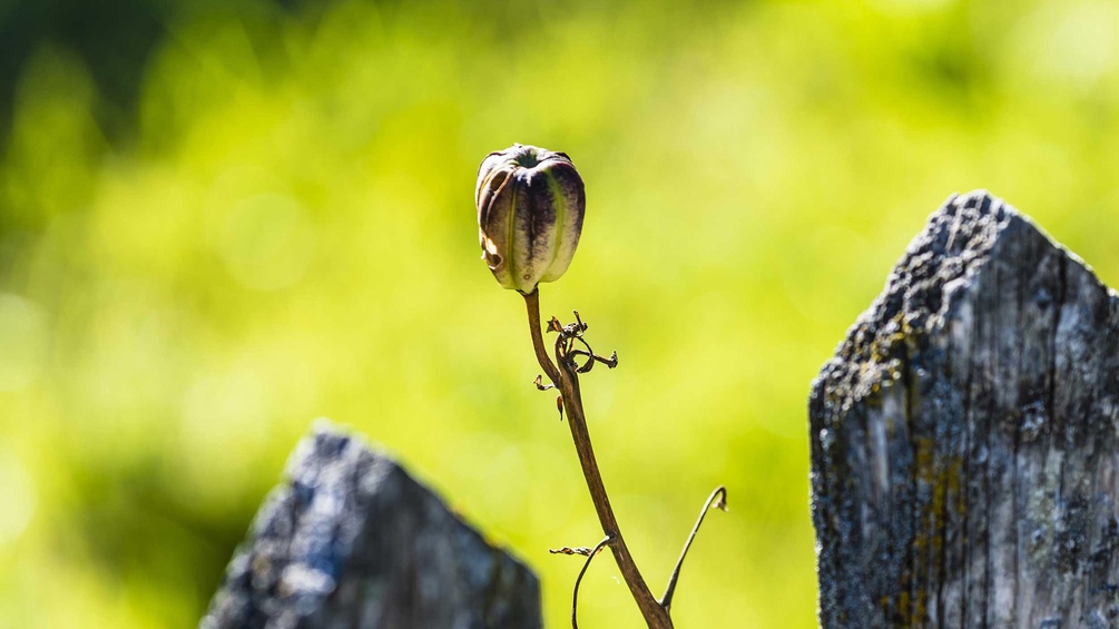 Abgetrocknete Blume neben Holzzaun