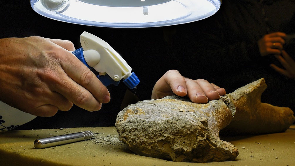 Überreste eines 210 Mio. Jahre alten Plateosauriers
