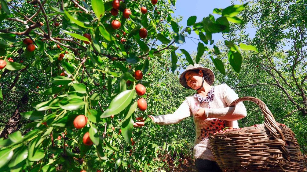 Chinesische Frau erntet Jujube, Apfeldattel