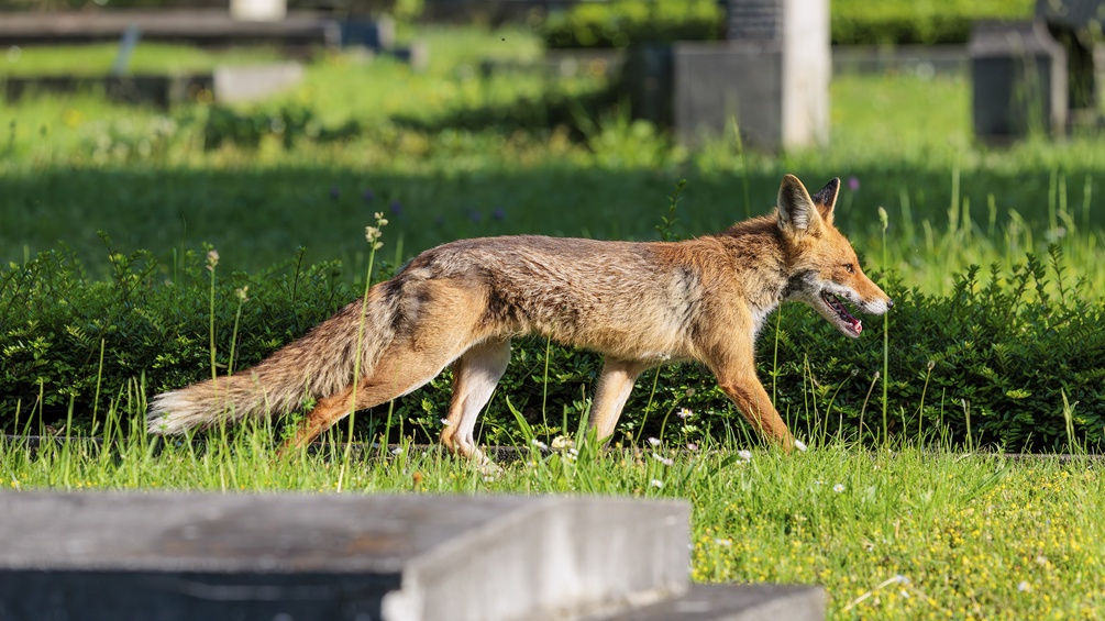 Fuchs auf einem Friedhof